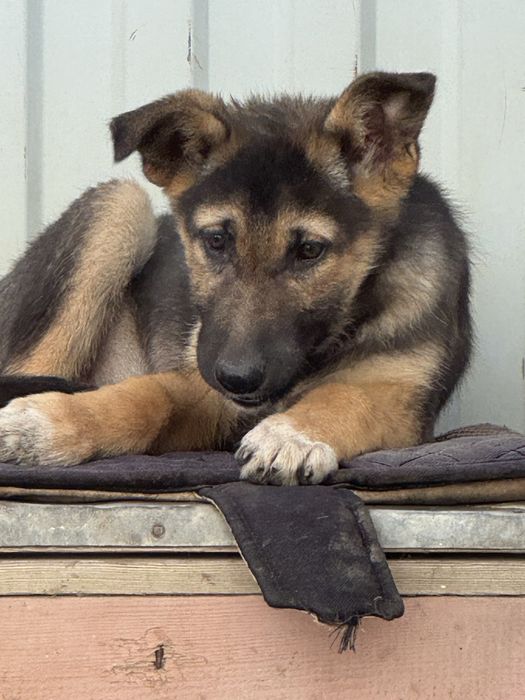 Отдам щенков помесь с овчаркой