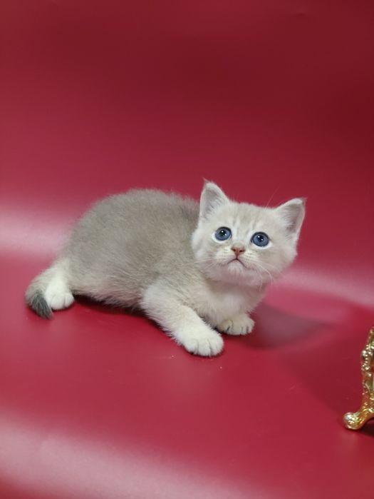 Котик шиншилла  ay25