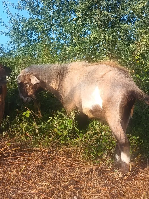 Țap metis alpin francez cu saanen, vârstă 2 ani jumate