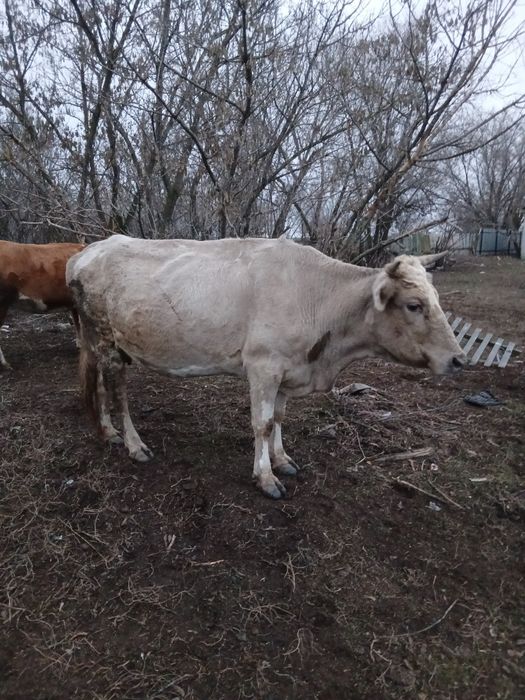 Дойные коровы  2 головы