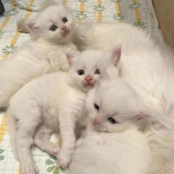 Британские белоснежные котята