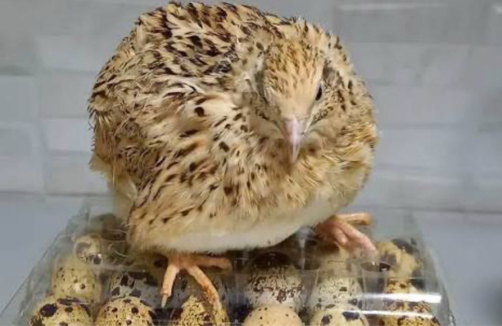 Oua de prepelita incubat