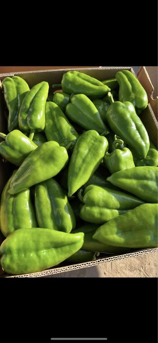 Пипер Капия Големи количества!