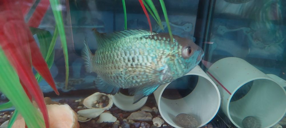 Наннакара голубой неон