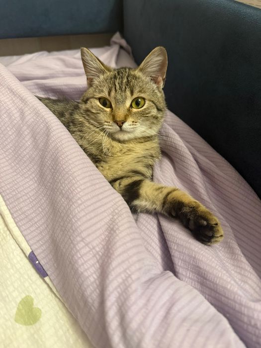 Кошка,хорошая,домашняя