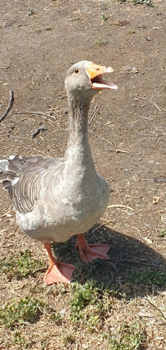 Казы 2025 жазгы апрель