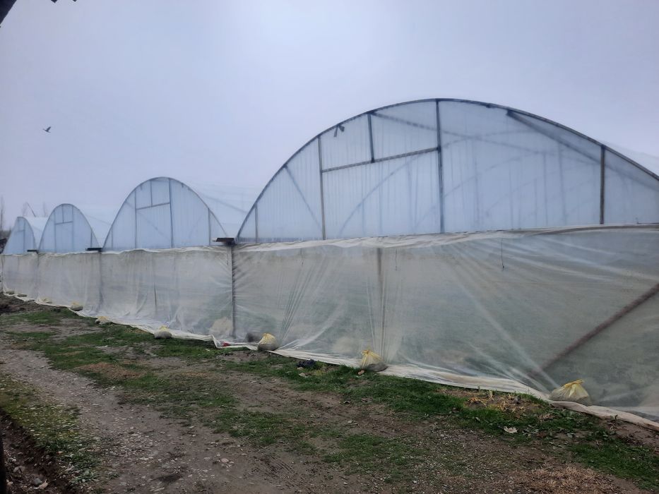 40 сотих Уй теплица  Урта чирчик