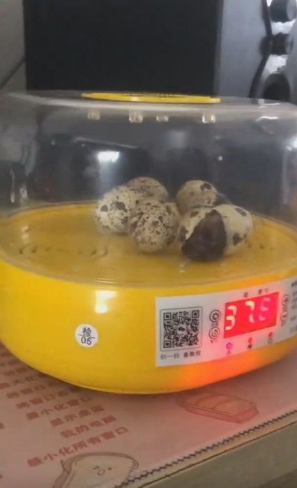 Mini inkubator sotiladi