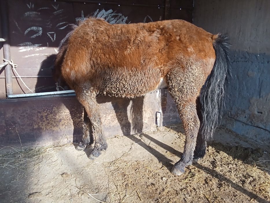 Байтал сатылады 3 жасар