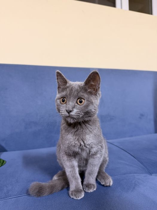 Котенок девочка