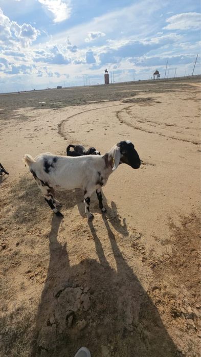 эшки уш баламимен