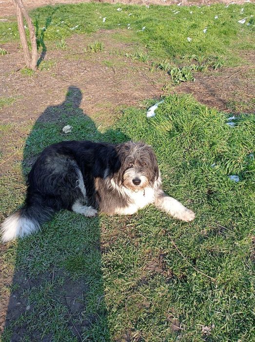 Пропала собака большая