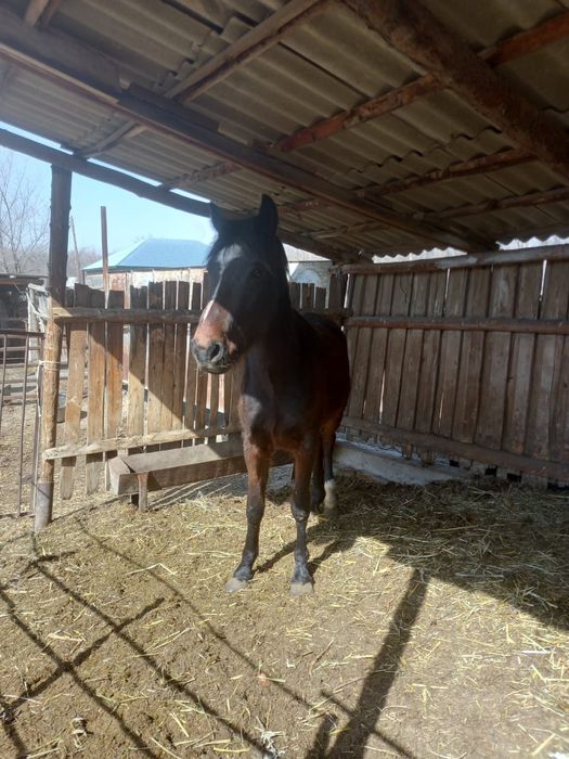 Екі жасар семіз жылқы