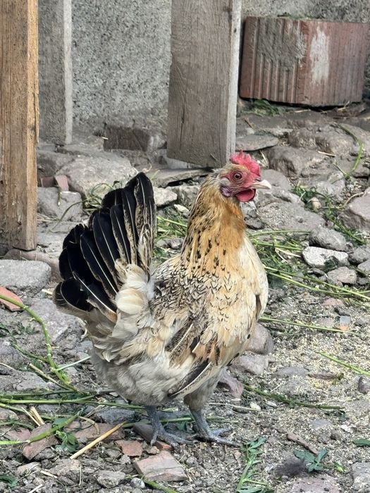 Vand cocosei si gaini pitice