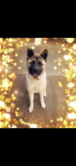 Donez akita american