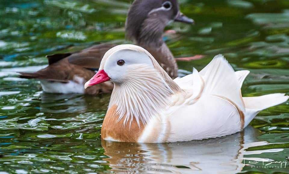 Vând Rațe exotice, de ornament