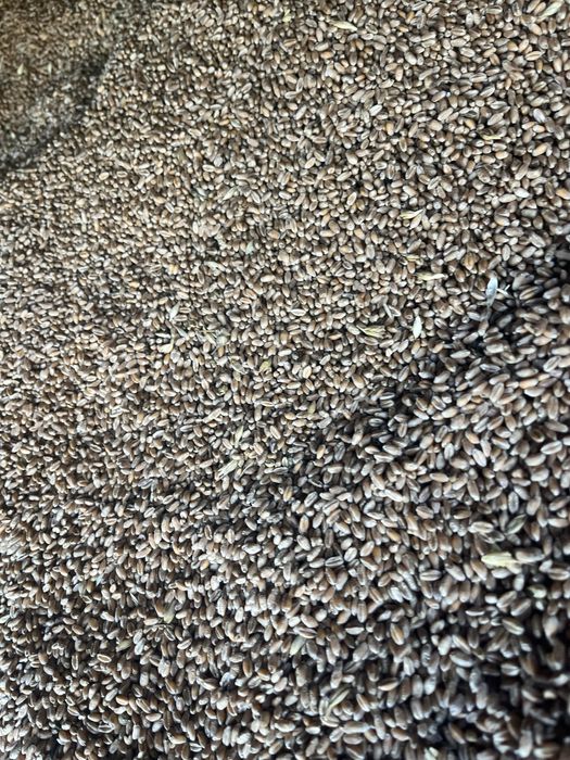 Vand grau calitate superioara,asigur transport