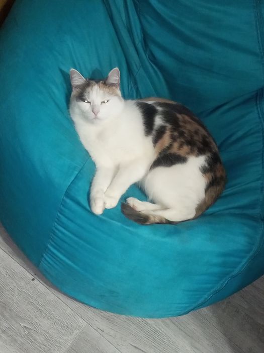 Кошка мейнкун с приданным 1600