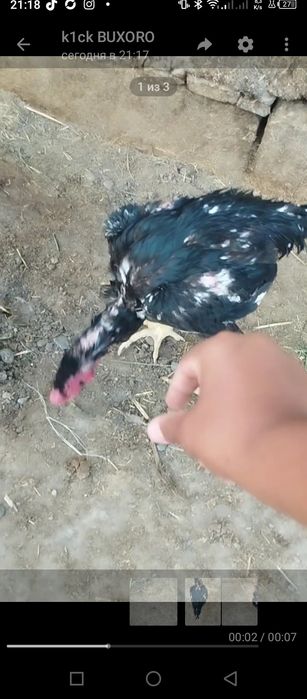 Dakan xõrozni udari sotiladi
