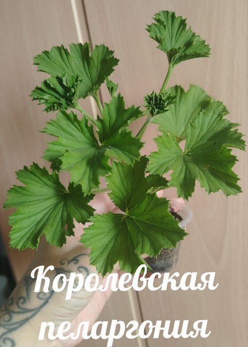 Продам недорого комнатные растения