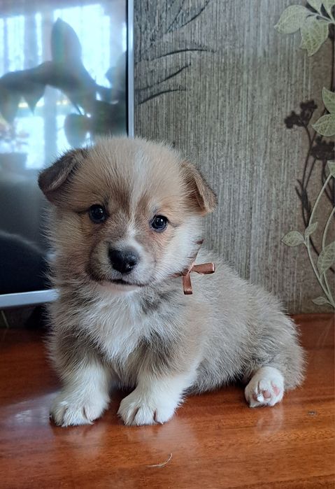Вельш Корги Пемброк