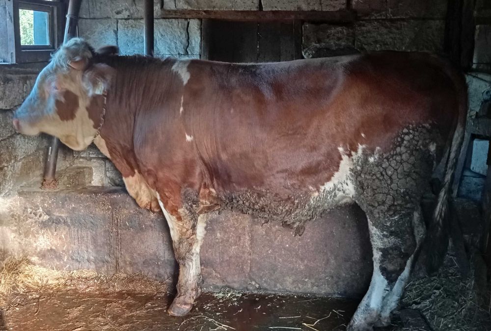 Vând taur bălțat românesc