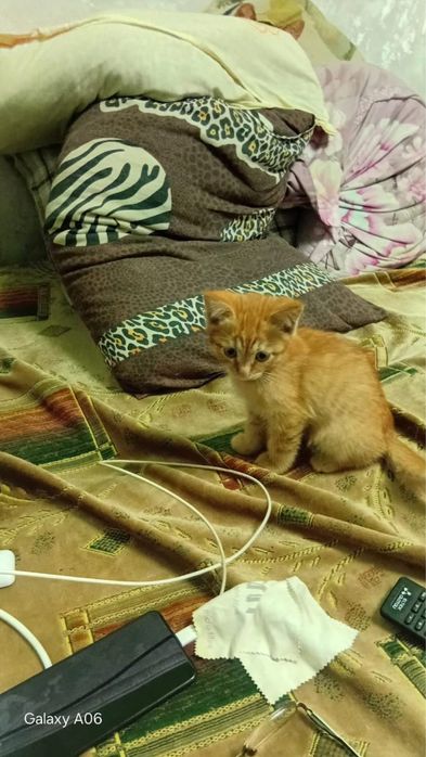 Отдам двух котят