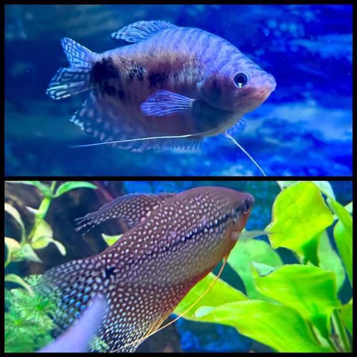 Аквариумные рыбки. Мирные, Хищные