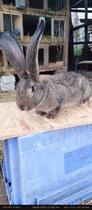 Masculi de uriași german caută alt Stăpân Varsta  7 luni sunt Vaccinaț