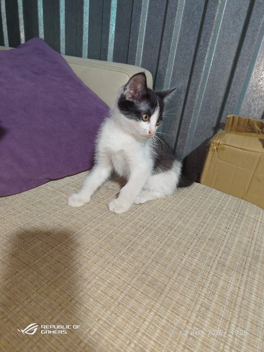 Продам   котят..