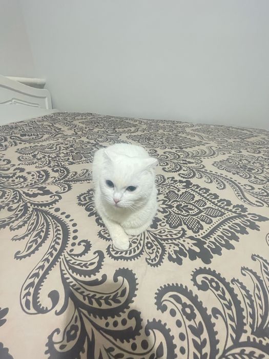 Ищем кота для вязки