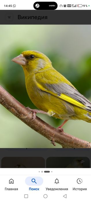 Продам птицу певчую