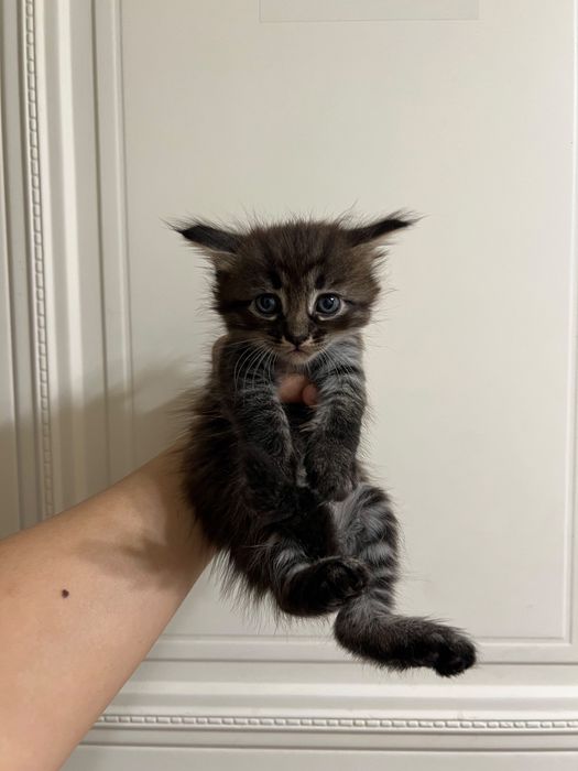Отдам котят бесплатно
