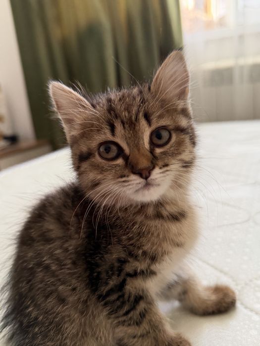 Отдам котенка в добрые руки