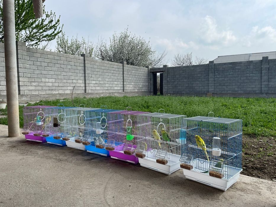 Продам пара попугай с клеткой