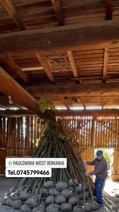 Direct din pepiniera proprie,copăcei si  butași Paulownia, creștere rapidă,3-5m/an