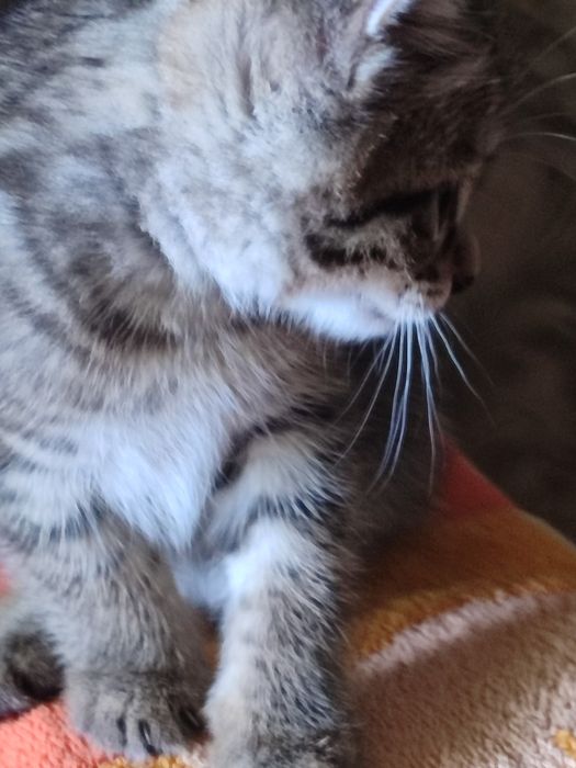 Отдадим бесплатно в хорошие руки Котенок умничка ходит на песочек. Лас