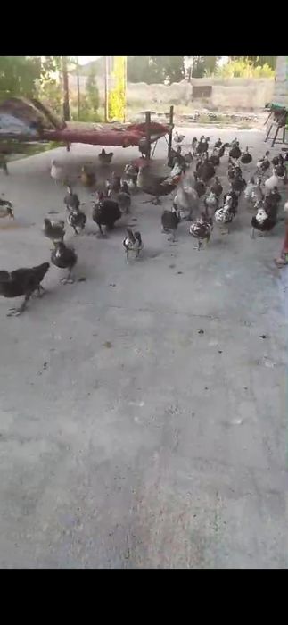 Аналықтары бар майда балдары бар