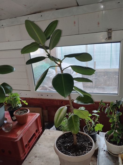 Фикус каучуконосный