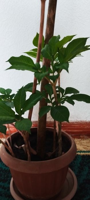 Пальму , Замиокулькас - долларовое дерево