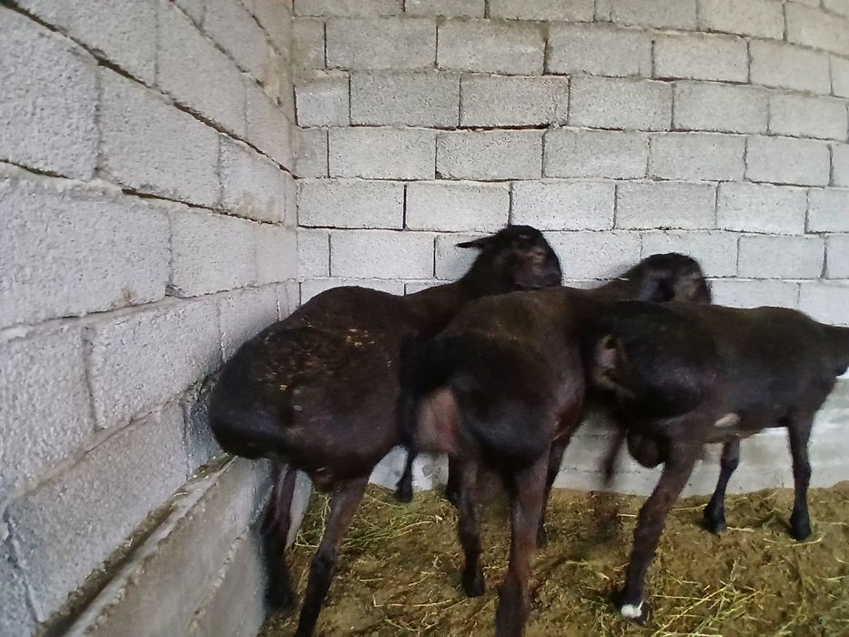 1 жасар қошқарлар