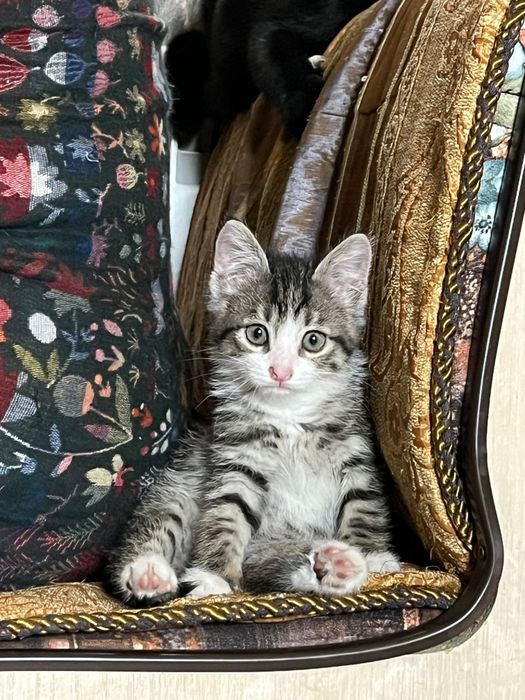 Кошечка в добрые руки