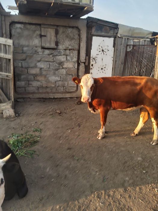 Продам двух тёлок