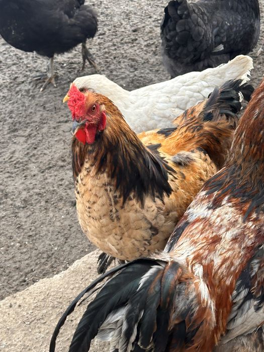 Продам петухов оптом