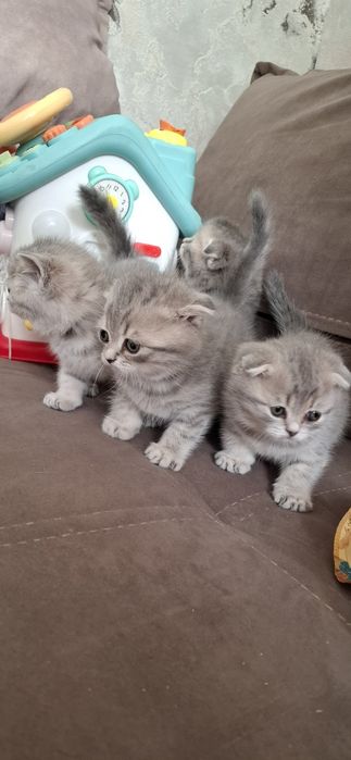 Шотландские вислоухие котята