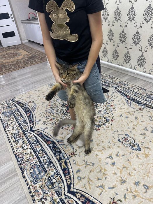 Майнкум  Американский