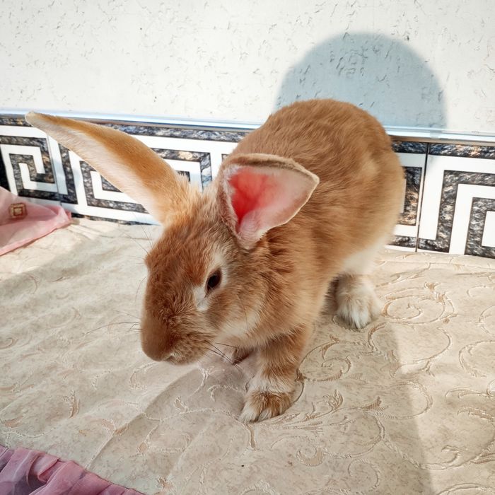 Рыжий quyon sotiladi