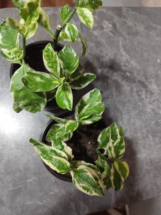 Продам педилантус