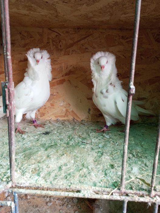 Porumbei ornament de vânzare