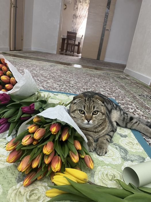 Кот для вязки шотландский